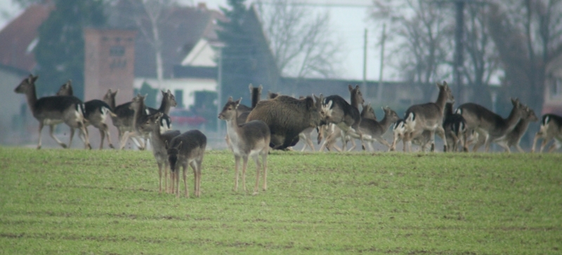 Noch einmal der "Hütehund" des Damwildes