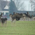 Noch einmal der "Hütehund" des Damwildes