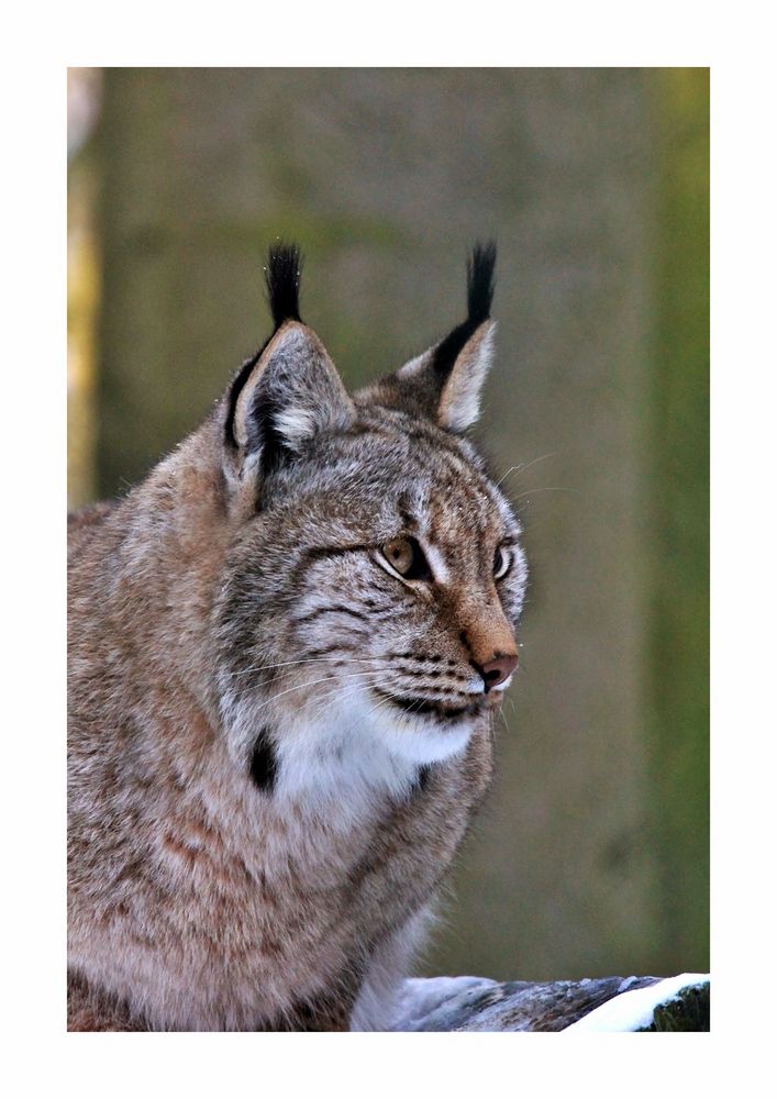 Noch einmal der Luchs