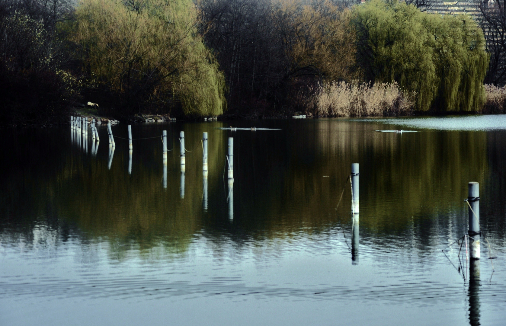 noch einmal der See