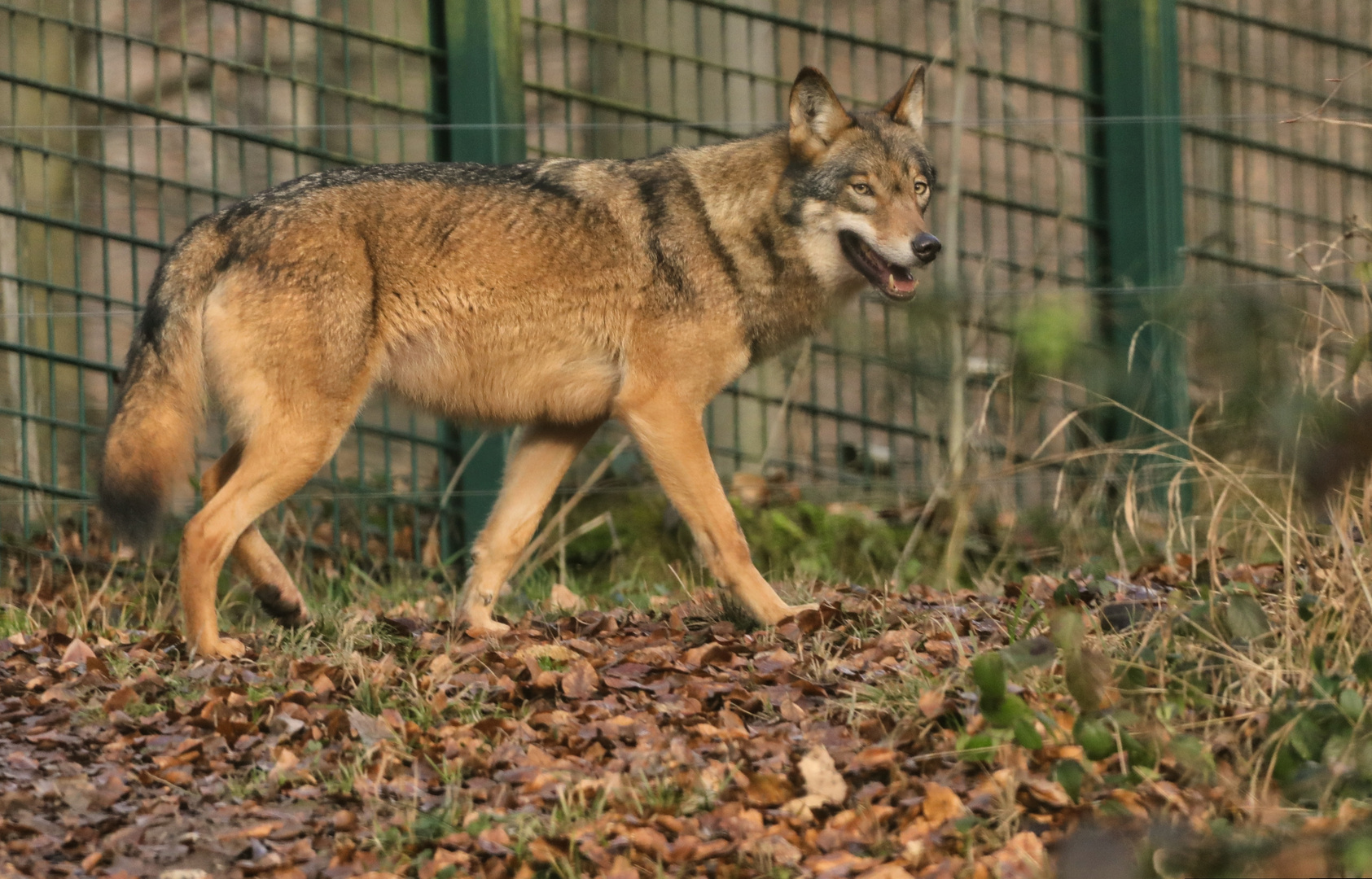 noch einmal der Wolf