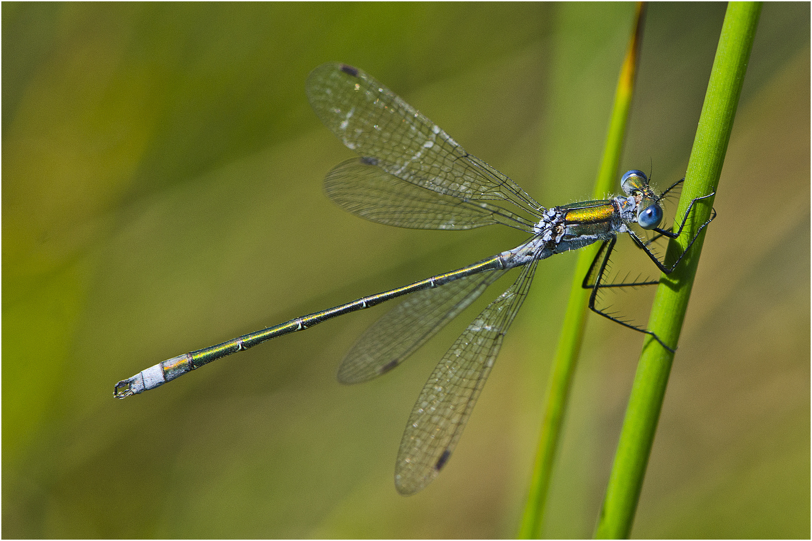 Noch einmal die "blue eyes" von der . . .