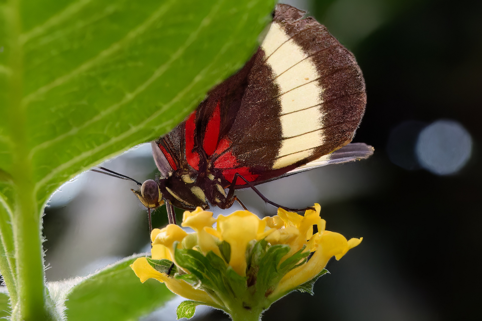 Noch einmal ein Gelbstreifiger Passionsfalter (Heliconius hewitsoni)