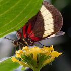 Noch einmal ein Gelbstreifiger Passionsfalter (Heliconius hewitsoni)