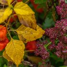 noch einmal ein Herbstfoto ...