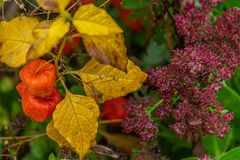 noch einmal ein Herbstfoto ...