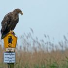 noch einmal ein Seeadler aus Usedom