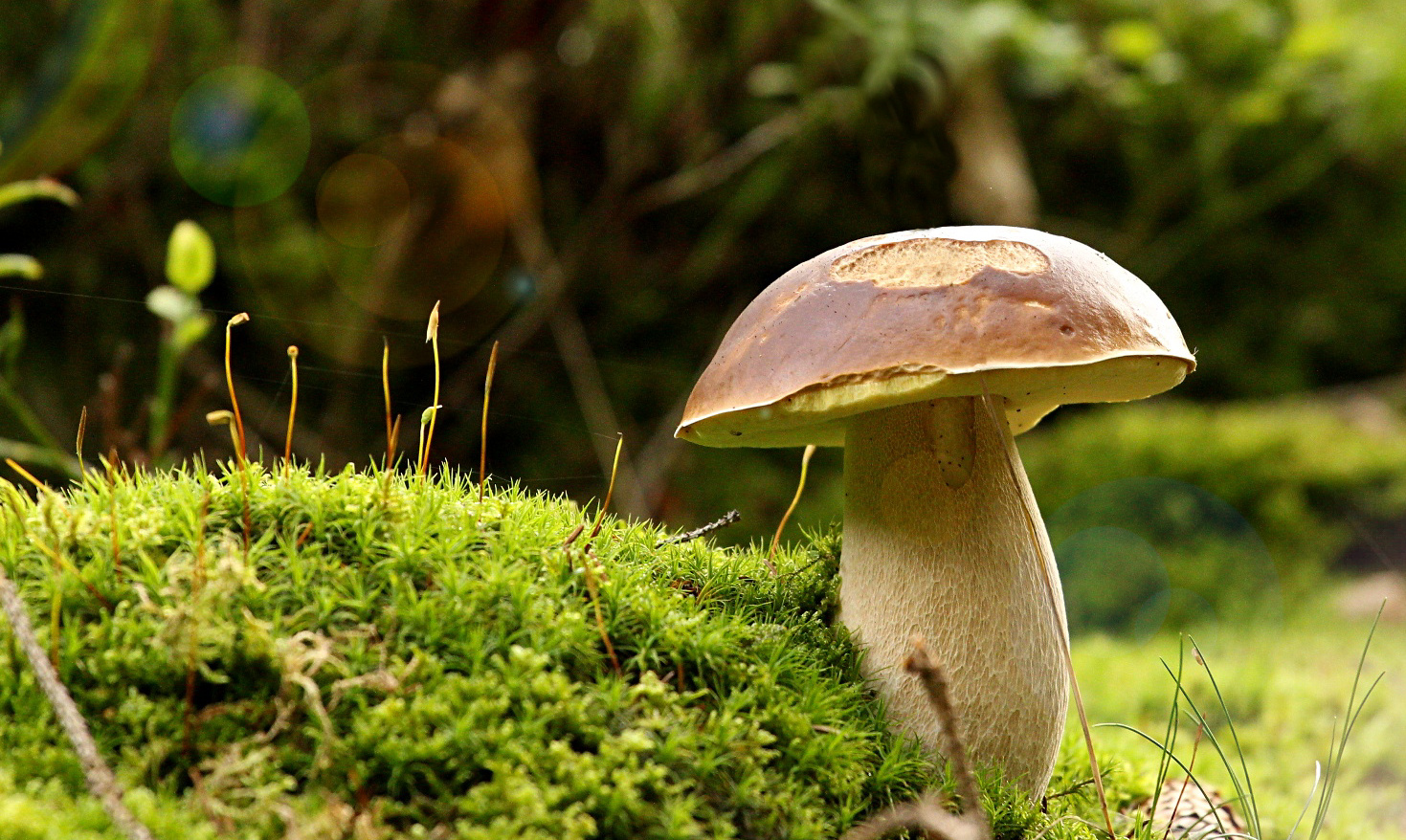 Noch einmal ein (Stein-)Pilz