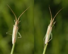 Noch einmal eine Grasweichwanze (Stenodema laevigatum)