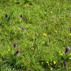 Noch einmal eine Wiese mit den blühenden Orchideen.