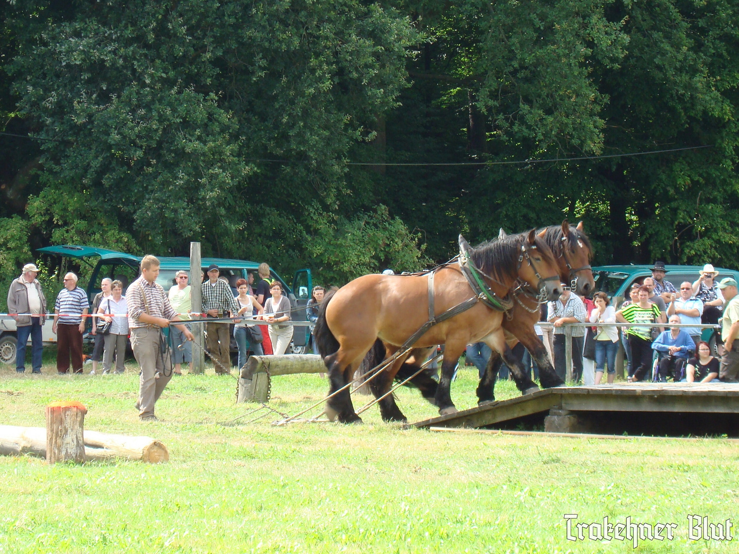 Noch einmal Flechtingen 2012