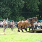 Noch einmal Flechtingen 2012