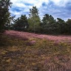 Noch einmal Heide