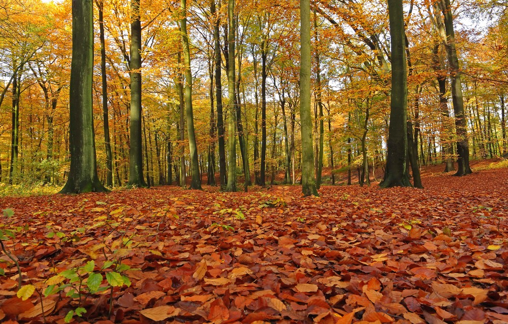 noch einmal Herbst