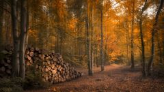 noch einmal Herbstwald