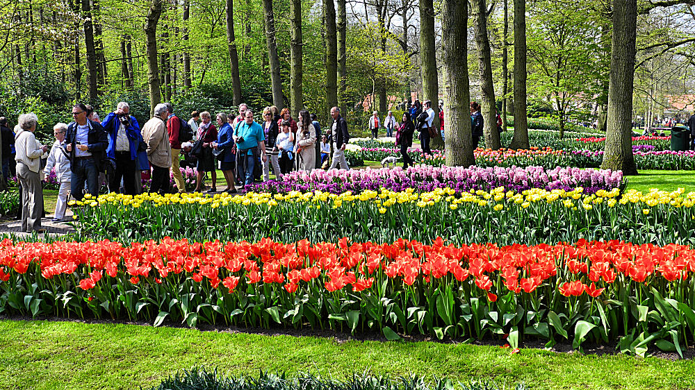 Noch einmal Keukenhof