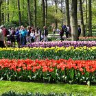 Noch einmal Keukenhof