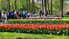 Noch einmal Keukenhof