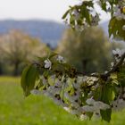 Noch einmal Kirschen...