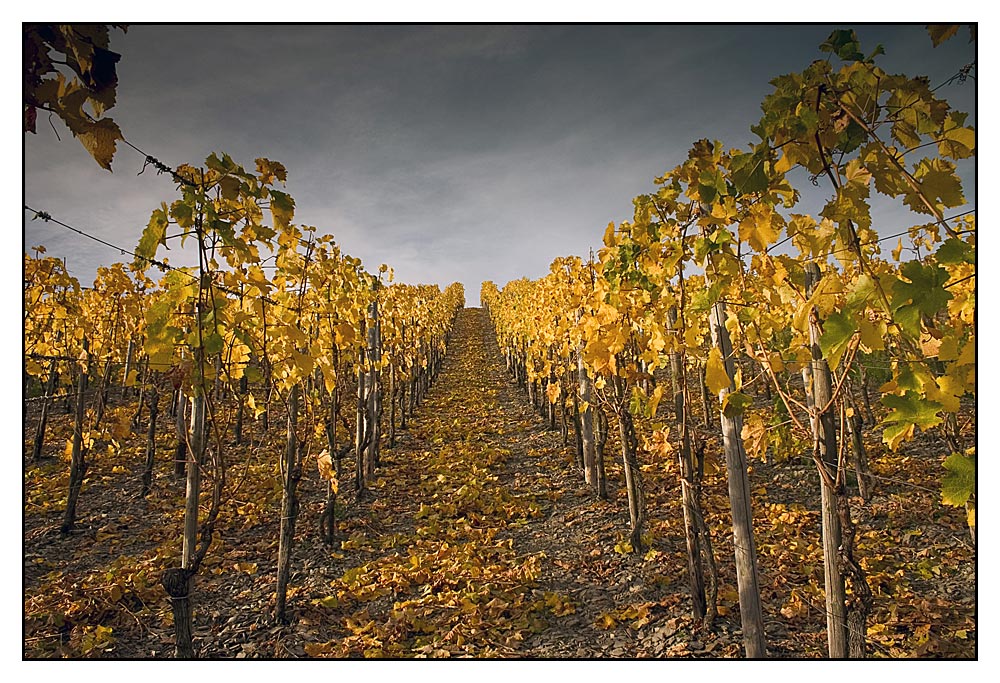 noch einmal: Kröver Weinberge (reload)