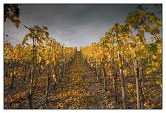 noch einmal: Kröver Weinberge (reload)