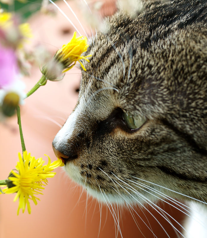 noch einmal - Lazi riecht Blumen