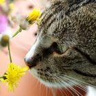 noch einmal - Lazi riecht Blumen