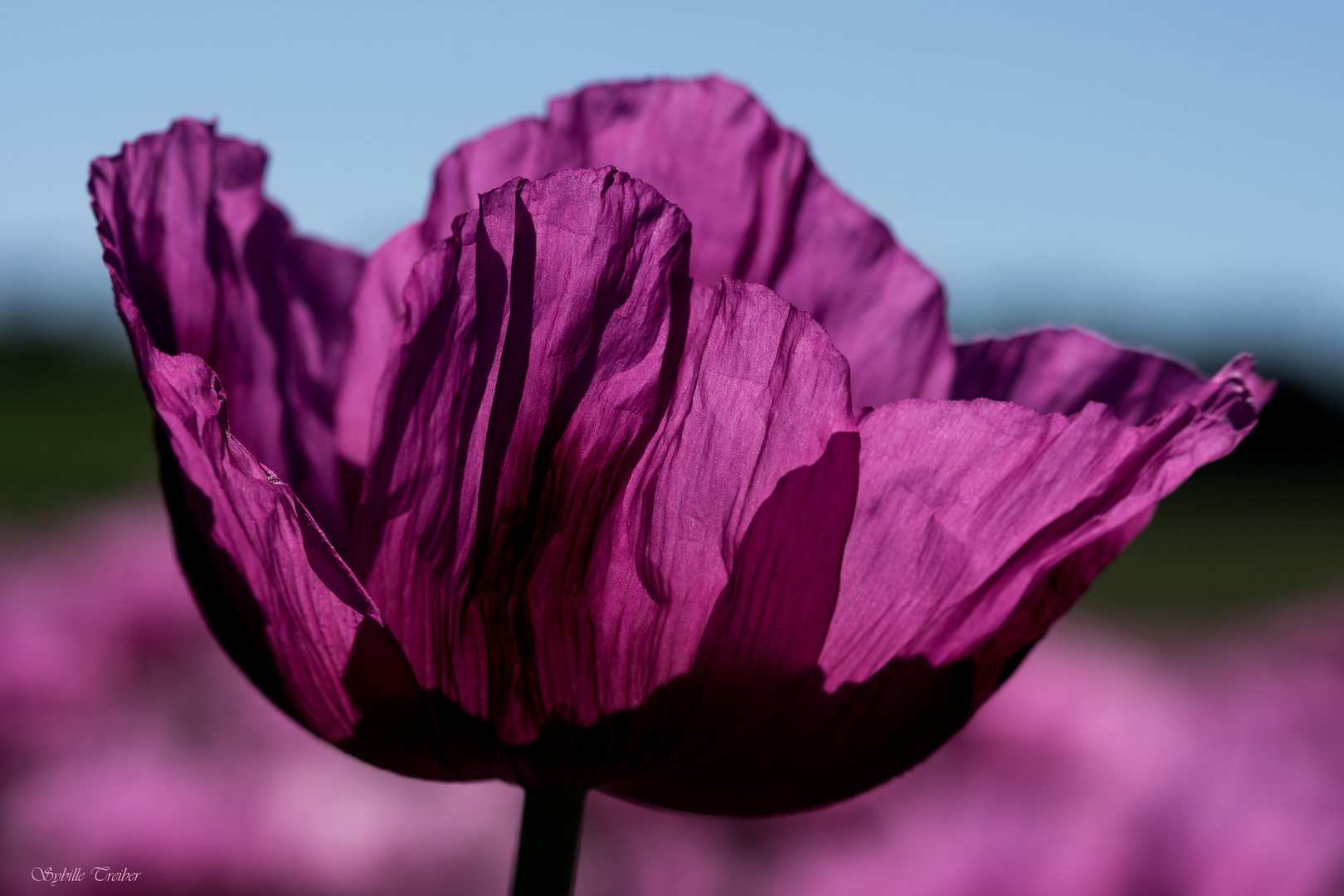 Noch einmal lila Mohn