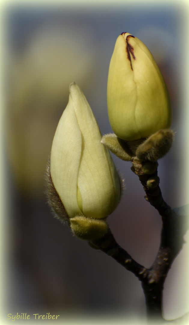 Noch einmal Magnolienblüten