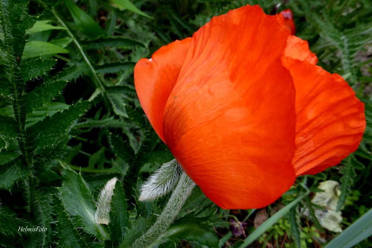 Noch einmal mein Mohn