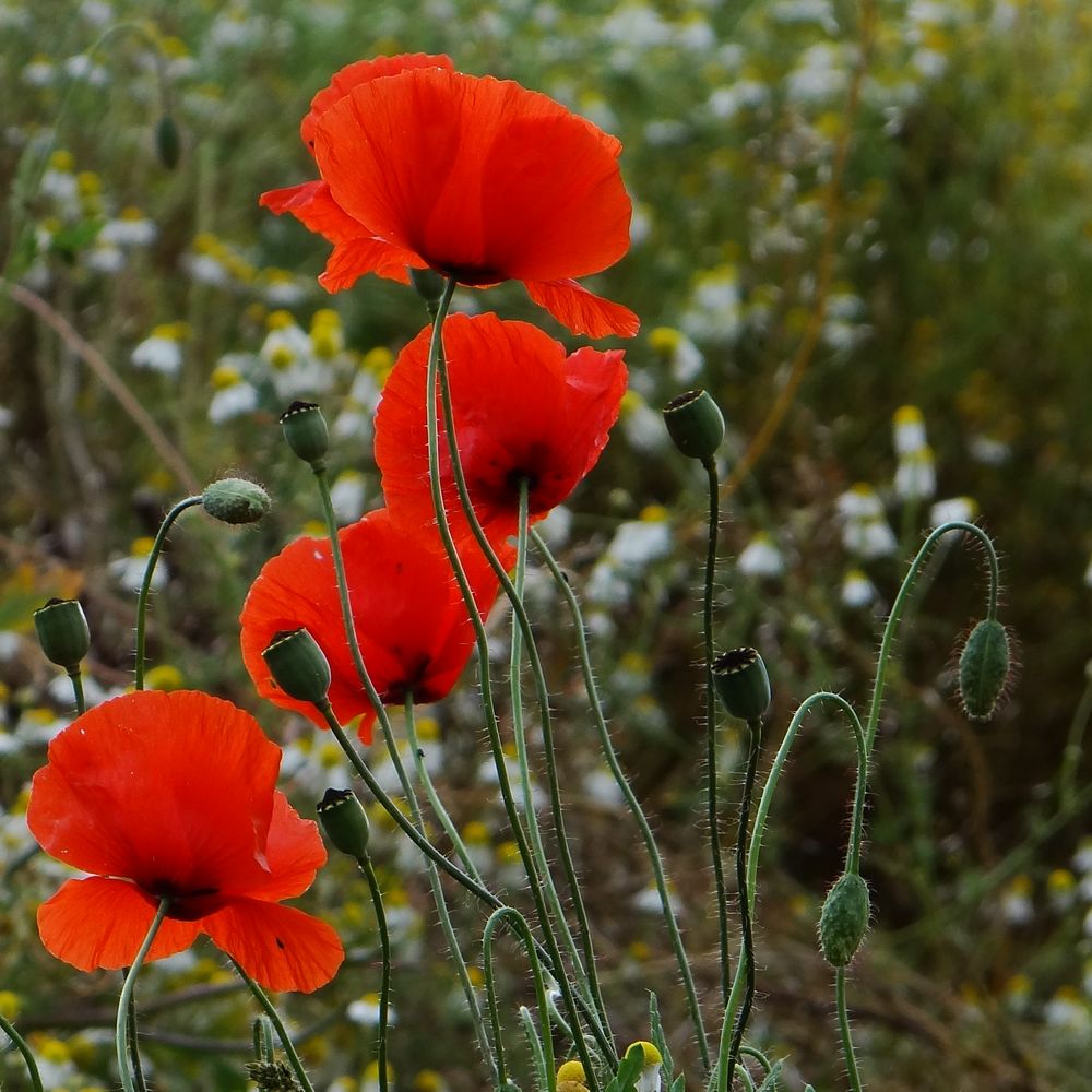 Noch einmal Mohn