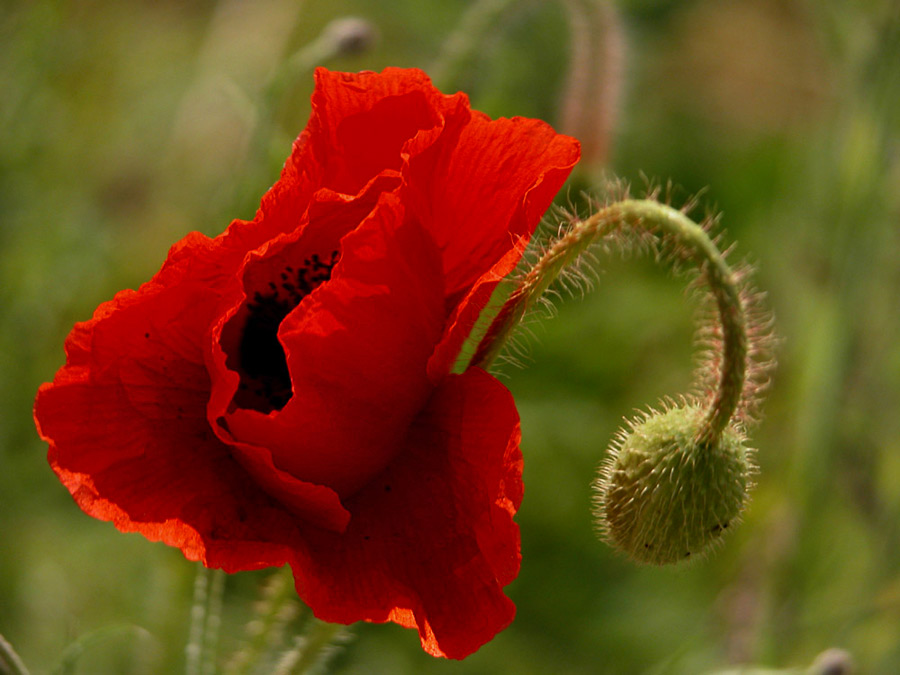 Noch einmal Mohn