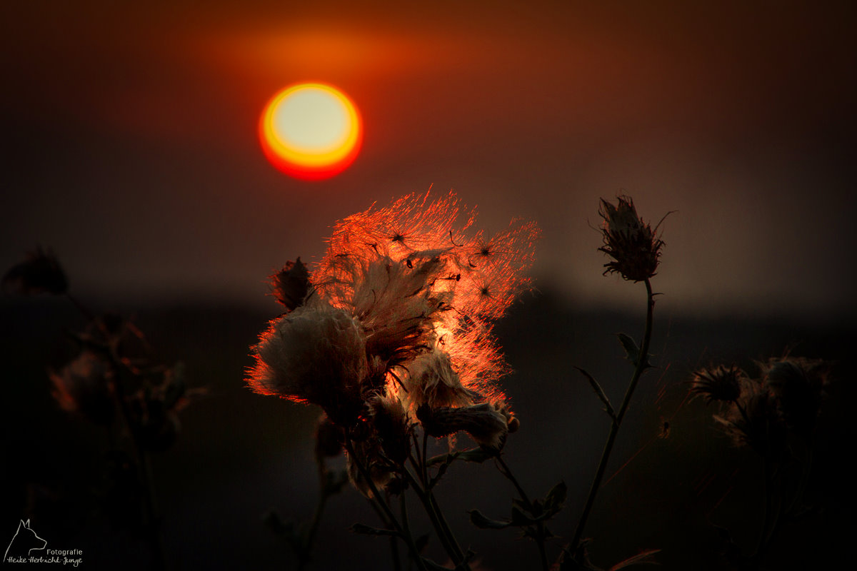 noch einmal ne Distel