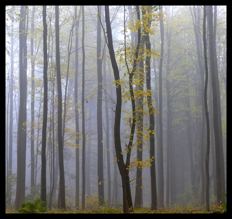 noch einmal: Novembernebel