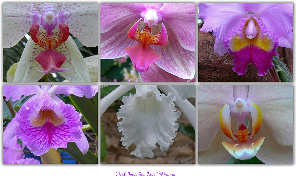 noch einmal Orchideen...