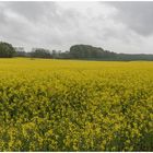 noch einmal Raps bei Schietwetter