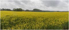 noch einmal Raps bei Schietwetter