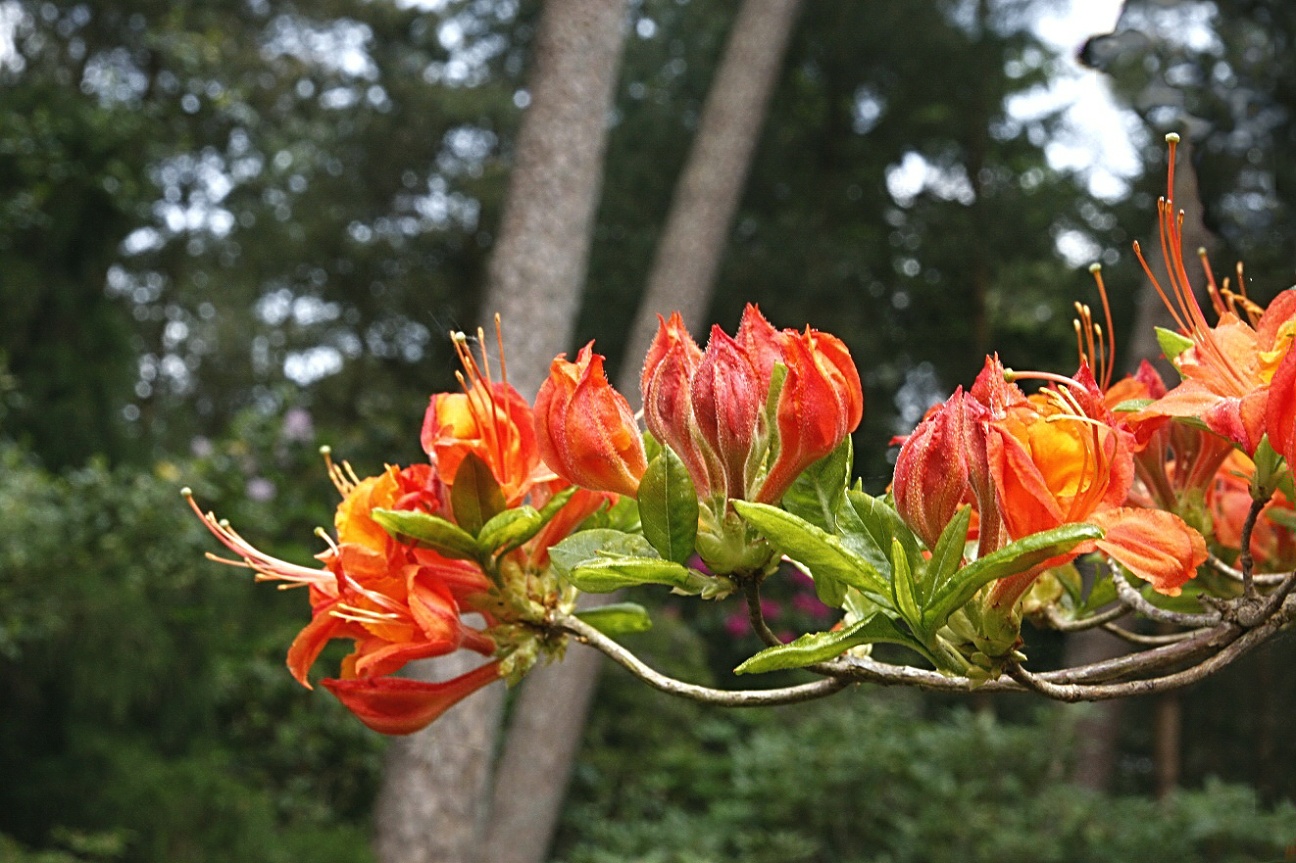 Noch einmal Rhododendron-Park Westernstede...