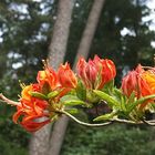Noch einmal Rhododendron-Park Westernstede...