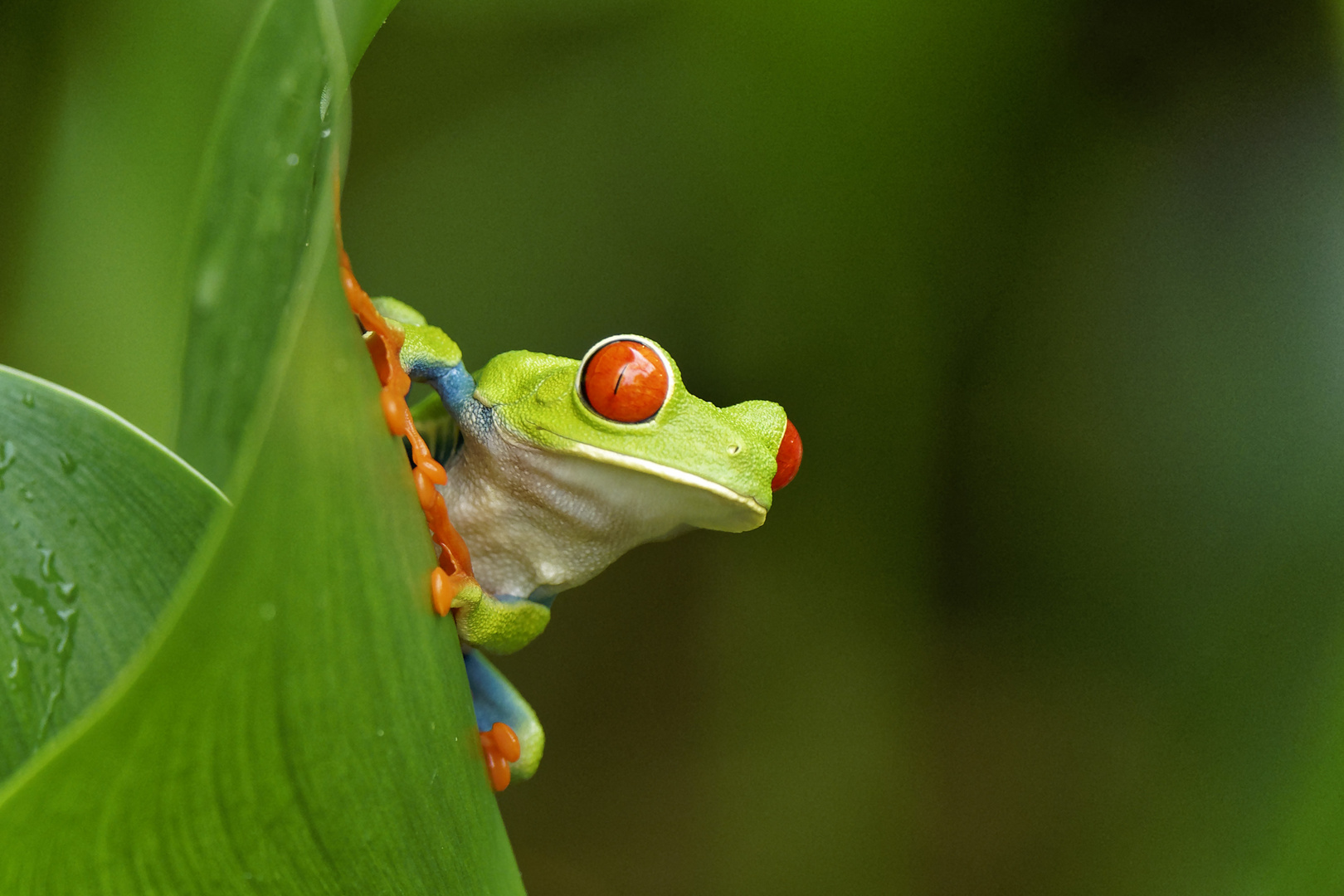 noch einmal ..... Rotaugenfrosch