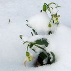 noch einmal Schneeglöckchen 2