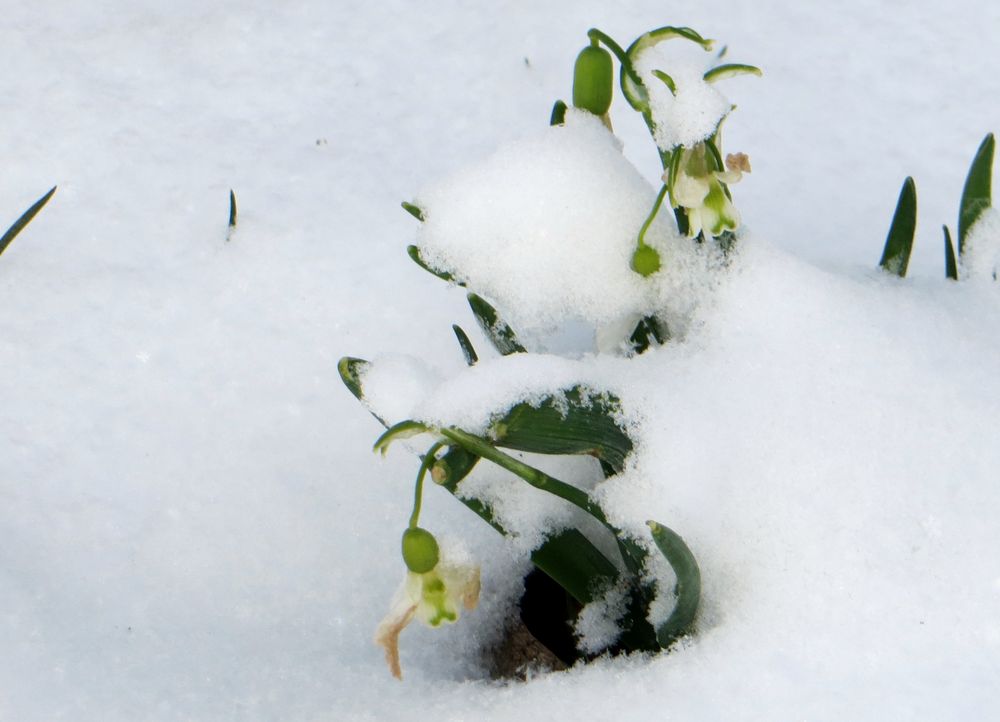 noch einmal Schneeglöckchen 2