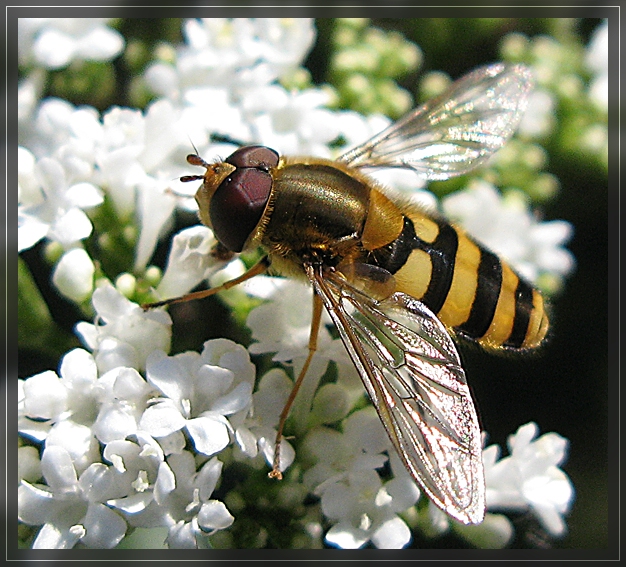 Noch einmal Schwebfliege