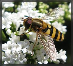 Noch einmal Schwebfliege