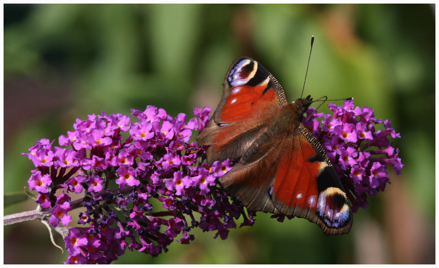 Noch einmal Sommer...