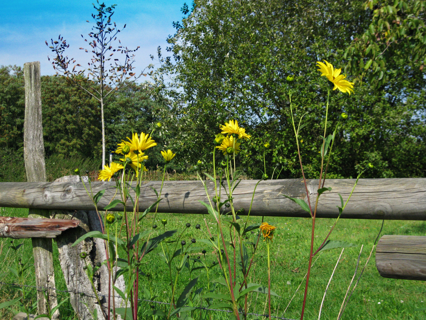 Noch einmal Sonne