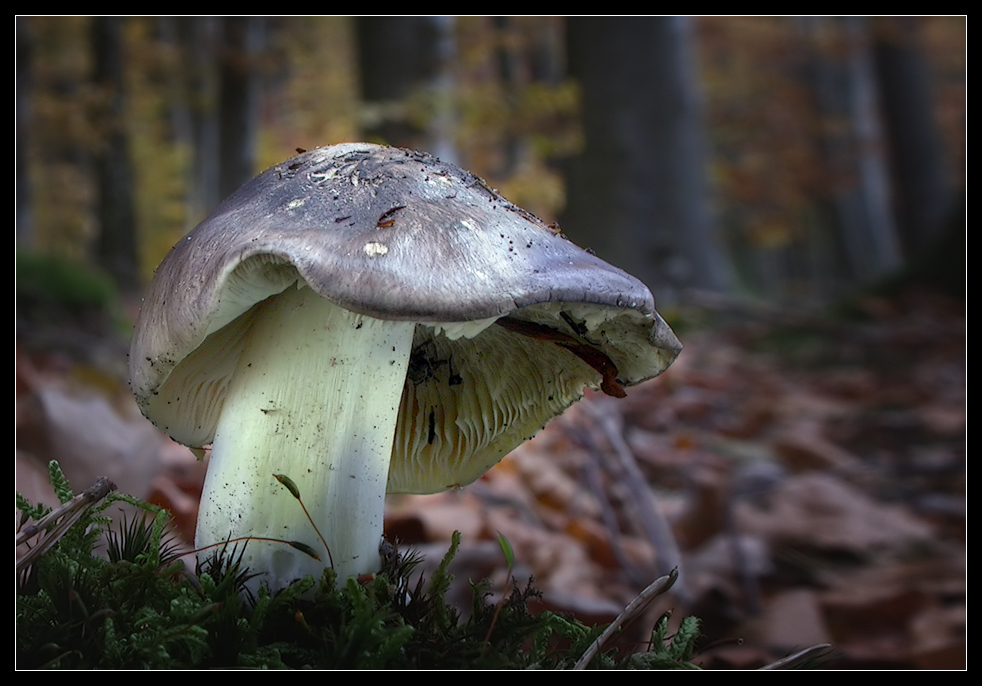 Noch einmal Tricholoma portentosum