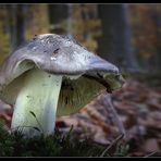 Noch einmal Tricholoma portentosum