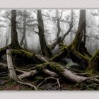 noch einmal : Urwald in der Niederen Tatra