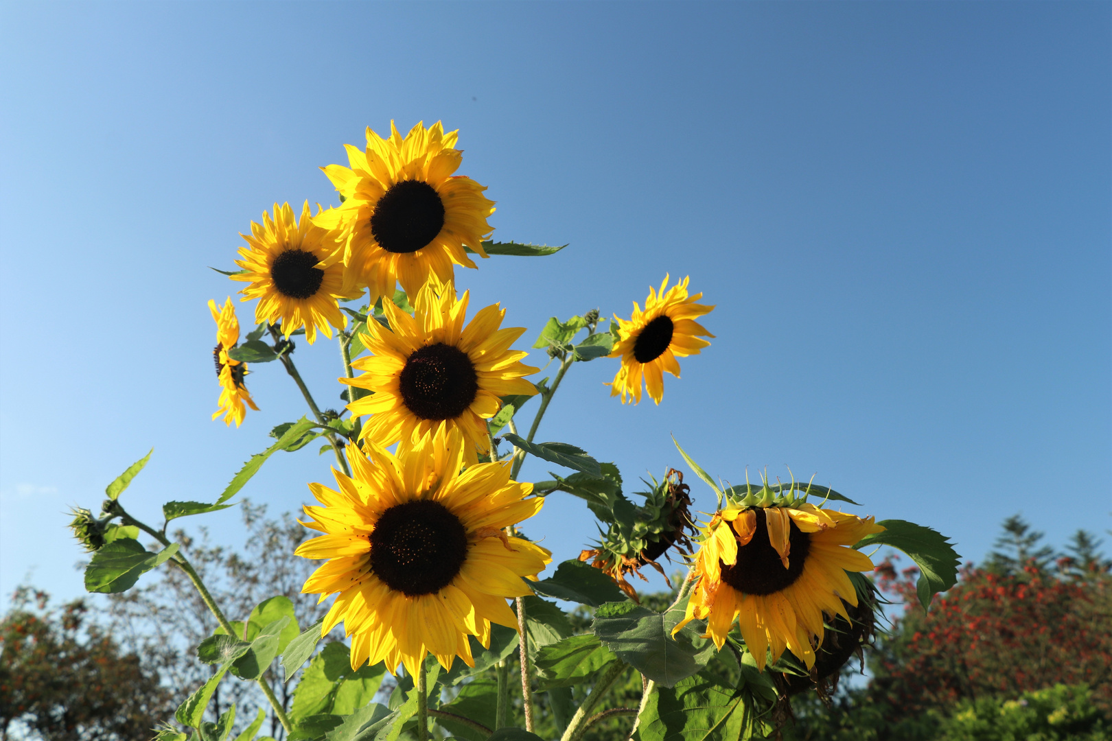 Noch einmal viel Sonne....